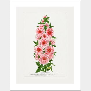 Prunus Triloba Flower lithograph (1900) Posters and Art